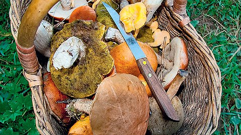 Наука собирать грибы