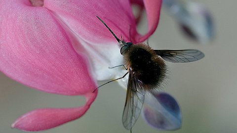 Зачем насекомым хоботки?